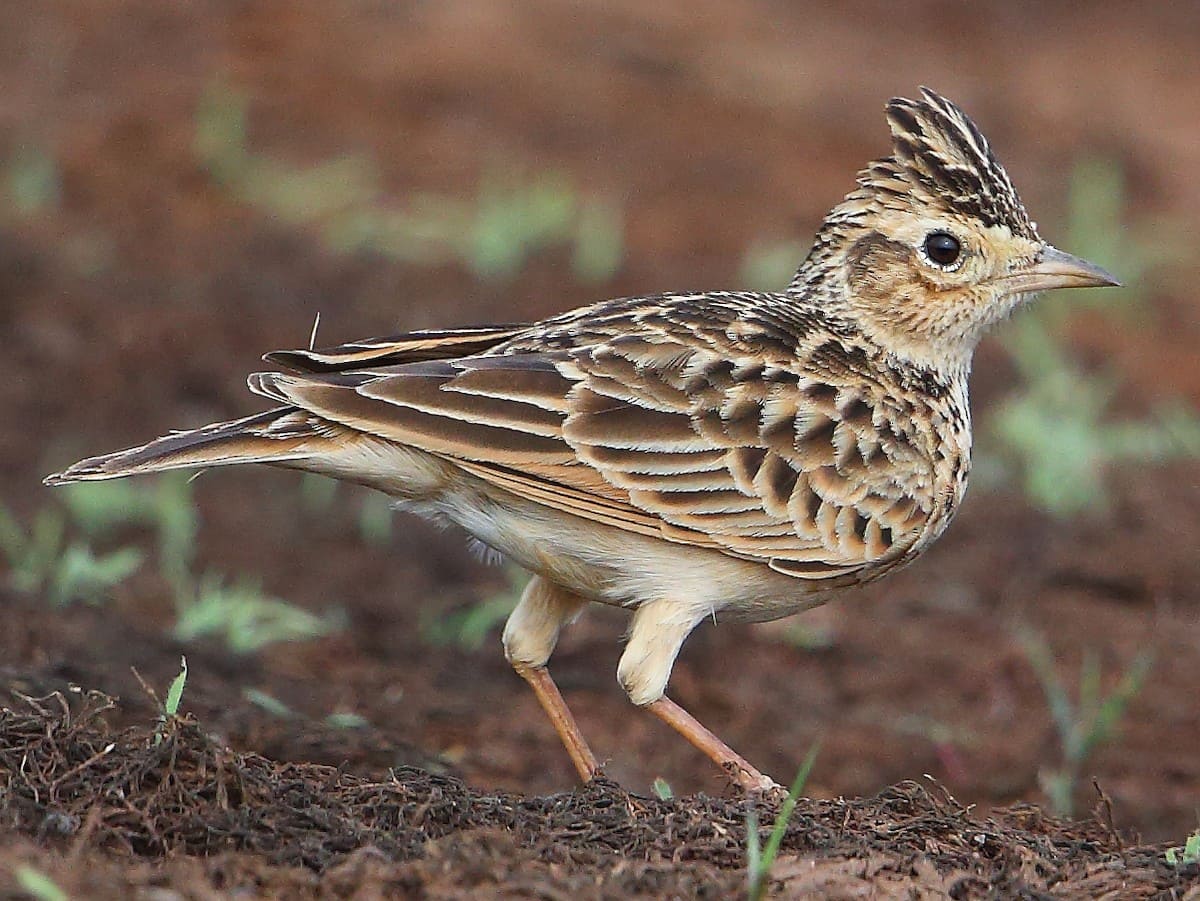 Oriental Skylark